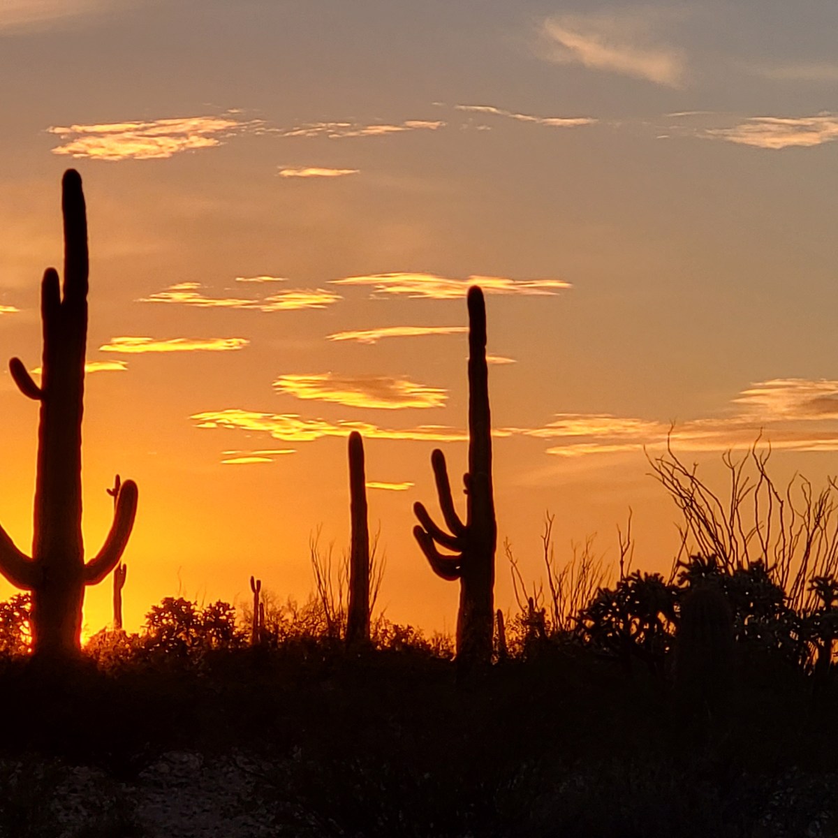 Land of the Giant Cacti…. Part&nbsp;Deux