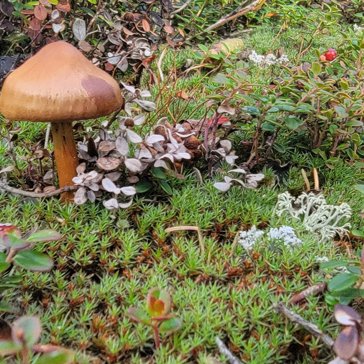 Alaska Mushroom Hunting